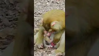Monkey Show Daily Live Stream, baby monkey,