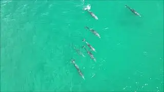 Pod of Bottlenose Dolphin