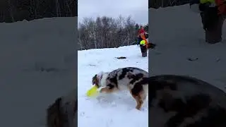МАО Моника - первые роллы #МАО #DiscDog #MAS #miniatureamericanshepherd