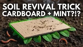 The Mint Infused Cardboard Method That Revives Dead Soil Without Turning or Odors