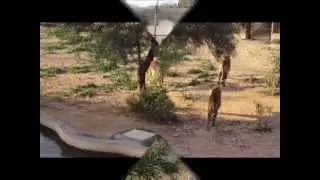Doulecha FRIGUA