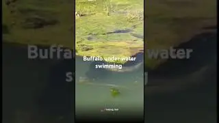 buffalo swim