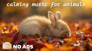 Music to Calm Your Pet 🎵 Relaxing Sleep Aid for Dogs & Cats 💖 Anti-Anxiety & Healing