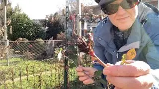 Propagating Blackberries & Raspberries in Winter | How to Root Blackberry Cuttings