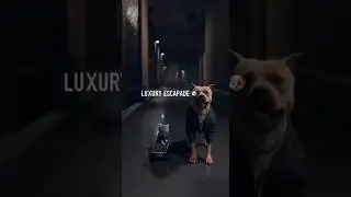 Dog & Kitten Escape Police Chase in NYC! 🐶🐱 Funny & Cute Dogs and Cats #dogsandcats