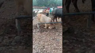 sapi gila