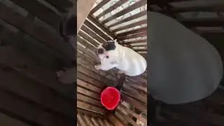 g&igrave; vậy ta # 