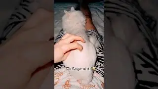 Новая стрижка Нацуми😍 #рек #cat #кот #позитив #котики #милота #юмор #тренды #приколы #шутки #коты
