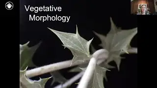 Plant ID Module 1: Vegetative plant morphology