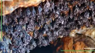 Bat Island Goa | Boat Trip to Bat Island | Travel places in Goa