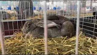 Iepuri lui David Nitan la expoziție👏👏felicitări pentru titlurile obținute👏👏🤝🤝 