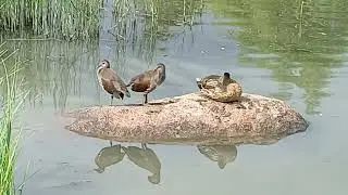 Duckwatching