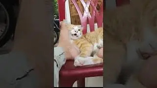 cat funny #1cat #1kitten
