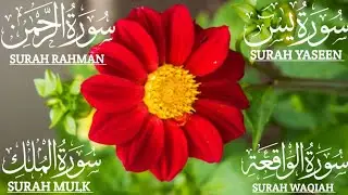 Beautiful Recitation Surah Yaseen❤️Surah Rahman ❤️ Surah Waqiah ❤️ Surah Mulk  #qurantilawat  