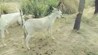 krycie koni zimnokrwistych sokólskich May 30 2023
