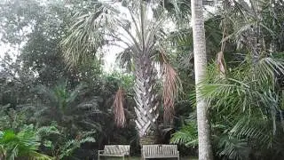 Corypha utan Palm at Fairchild Miami