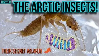 The bugs that can live below freezing | Ice Crawlers (Grylloblattodea) | BOTW Ep. 45