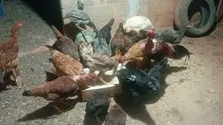Mostrando minha cria&ccedil;&atilde;o de galinhas caipiras agora a noite 🐔🙏😀❤️... 