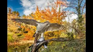17 12 2023 Il tango del Cigno, lago di #Viverone le Palafitte #Aceglio #piemonte