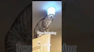 #trending #fyp #relatable#cat#cats#meow#funny#cat#cute