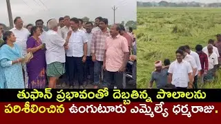 తుఫాన్ ప్రభావంతో దెబ్బతిన్న పొలాలను పరిశీలించిన ఉంగుటూరు ఎమ్మెల్యే ధర్మరాజు.