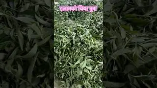 इलामको चियाको मुना | ilam tea leaf nepal village