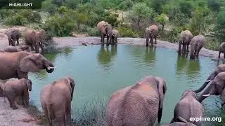 Africam Rosie's Pan | Highlights