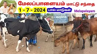 1 - 7 - 2024 / மேலப்பாளையம் மாட்டு சந்தை / பசு மாடு / பால் மாடு / Melapalayam / @tamilvivasayi