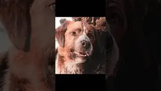 The Call of the Wild 2020 #shortsfeed #edit #movie #viral #shorts #trendingshorts