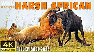 HARSH AFRICAN - Battle for Survival in Predator Territory | Animal documentary