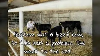 The story of Blossom the wonder cow!