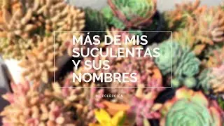 👩🏼‍🌾 4ta Parte de Mi Colección de Suculentas 💚 Nombres