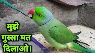 Indian ringneck parrot talking everything || bolta parrot || mithu vala parrot ||#mitumitu#kitu#bird