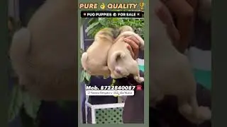 Top 🏆 quality pug puppy 🐶 for sale in Bangalore at low price 💥 #pets #petlover