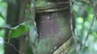 Lianas