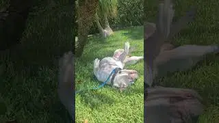 Bunsi the Olde English Bulldog. double whammy!