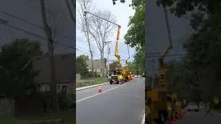 Tree Service Morris Plains NJ