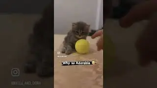 Billu and Dora&rsquo;s baby ❤️ #catlover #cats #cat #kitten #love #dora #billu #calm #life #cats