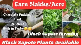 Black Sapote|Black sapota farming in Hindi|काले चीकू की कृषि|चॉकलेट चीकू की कृषि|Chocolate chikku