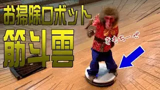 お猿さんに「お掃除ロボット」渡したら…とても楽しそうな使い方にwwww