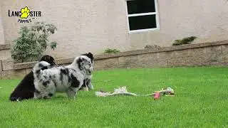 Beautiful Pomsky Puppies