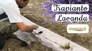 Tutorial trapianto piantine lavanda da vaso a terra con pacciamatura naturale