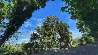 Mini Forest ng Brgy. Bucal | January 12, 2026