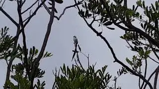 Pin-tail Whydah