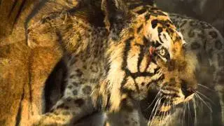 SAVE the BIG CATS!!