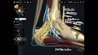 Anatomy of muscles and connective tissues around calcaneous