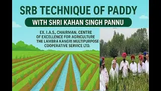 SRB Technique ਨਾਲ ਬੀਜੇ ਗਏ ਧਾਨ ਦੀ ਸ਼ਾਨਦਾਰ ਕਟਾਈ | 80% ਪਾਣੀ ਬਚਤ ਵਾਲੀ ਨਵੀਂ ਤਕਨੀਕ | SRB Paddy Innovation