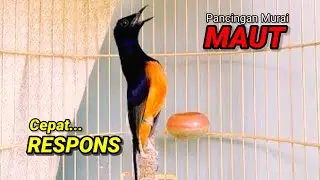 SUARA MURAI BATU TRAH JUARA untuk Pancingan Murai Batu agar BUNYI DAN EMOSI pasti NYAUT