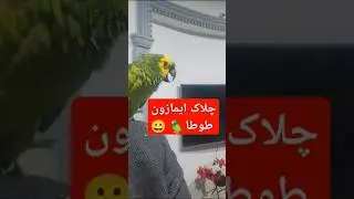 Amazon talking parrot Bird 🦜#birds #youtubeshorts #amazonbirds #parrottalking #greenparrot