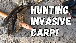 Spearfishing For Carp in an INFESTED STREAM!